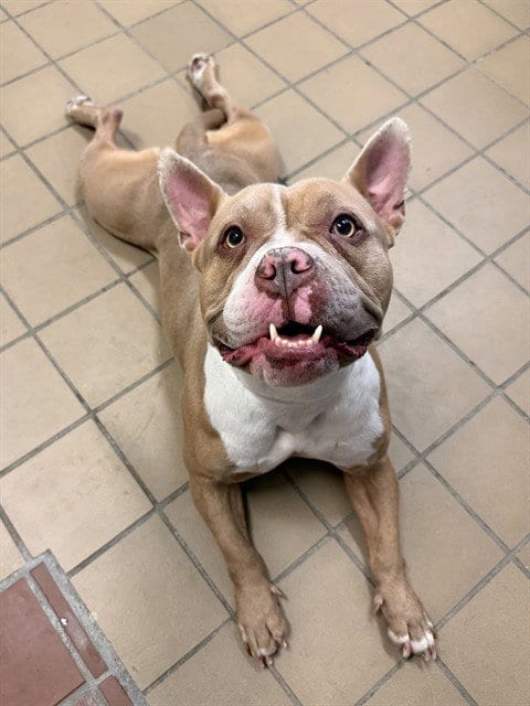 Photo of Lola, adoptable Pit Bull Terrier in Castaic, California