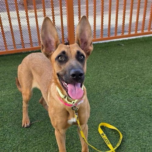 Photo of Kimmie Ear, adoptable German Shepherd Dog in Las Vegas, Nevada