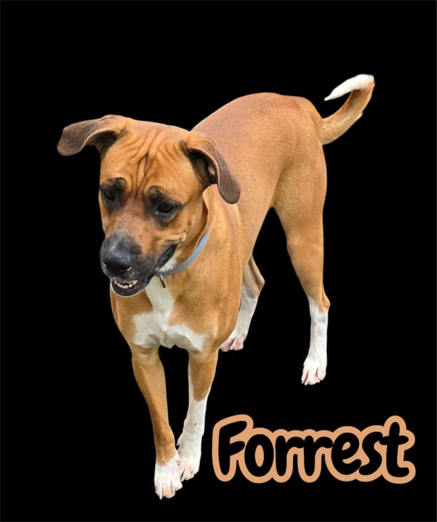 Photo of Forrest, adoptable Mixed Breed in Moberly, Missouri