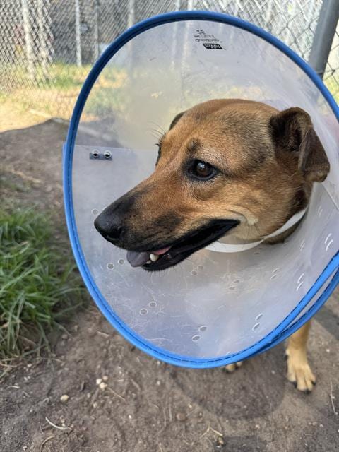 Photo of Baley, adoptable German Shepherd Dog in Houston, Texas