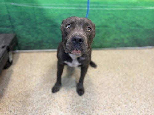 Photo of Dawson, adoptable American Bulldog in Miami, Florida