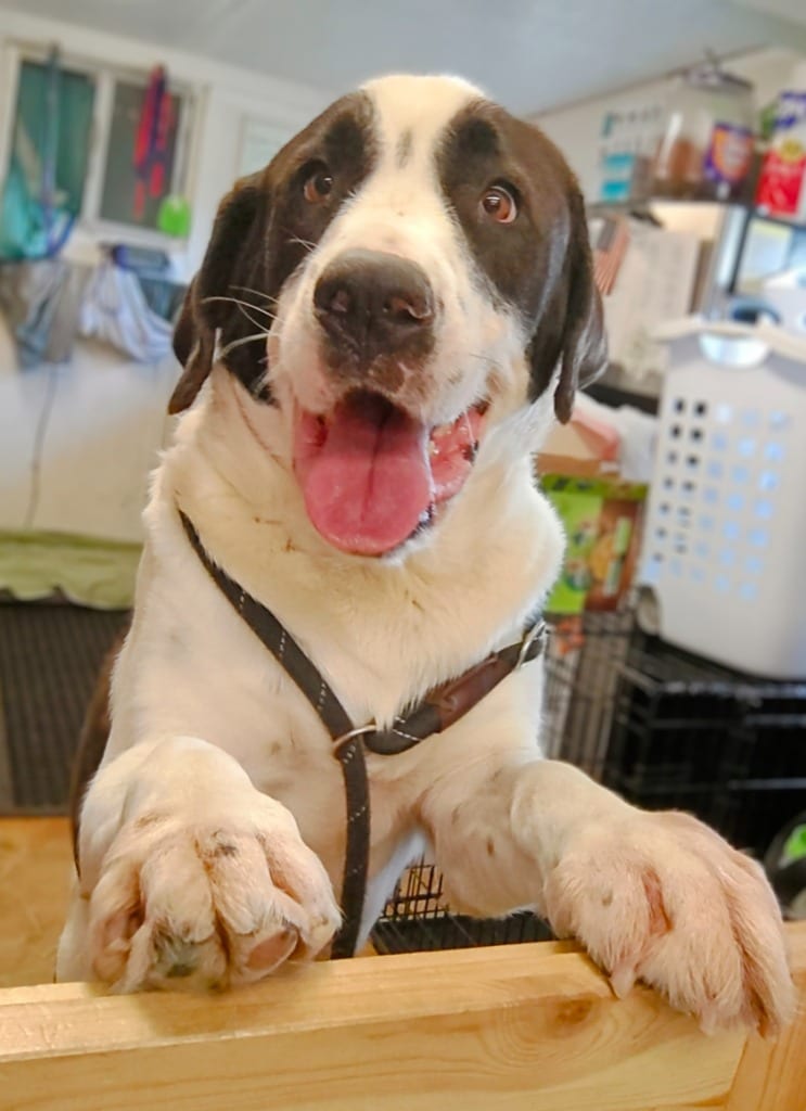 Photo of Marmaduke, adoptable Great Pyrenees in Mena, Arkansas
