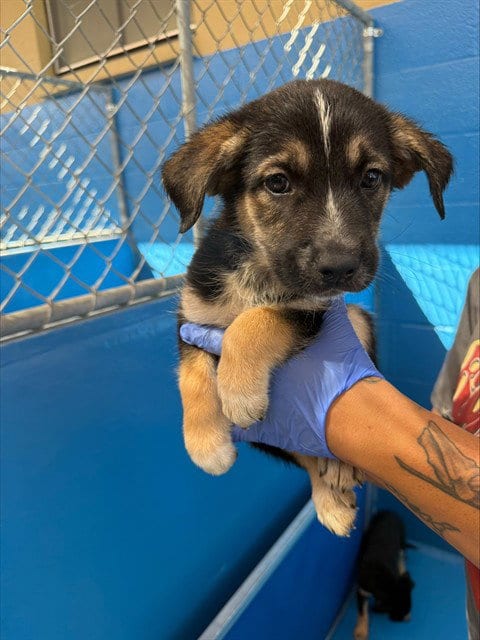 Photo of A170393, adoptable Queensland Heeler in Bakersfield, California