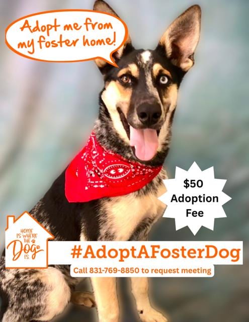 Photo of Cairo, adoptable Queensland Heeler in Salinas, California