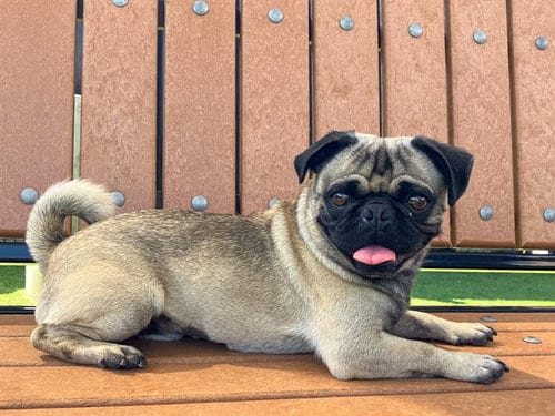 Photo of Yogi, adoptable Pug in Orange, California