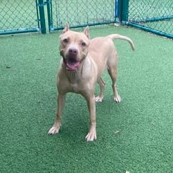 Photo of Melody 6636, adoptable Mixed Breed (Medium) in Loxahatchee, Florida