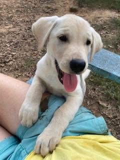 Photo of George, adoptable Labrador Retriever in Alexander, Arkansas
