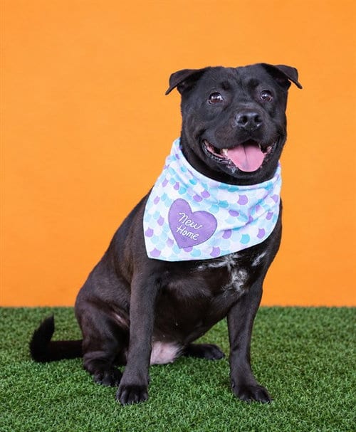 Photo of Talia, adoptable Terrier in Miami, Florida