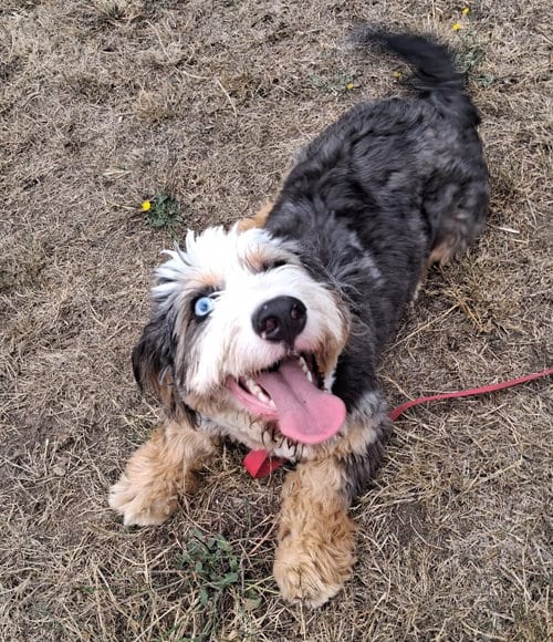 Photo of Willow, adoptable Bernese Mountain Dog in Bellevue, Washington