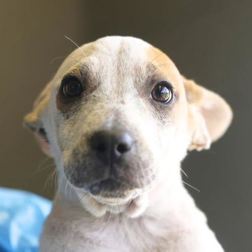 Photo of Houston, adoptable Terrier in San Antonio, Texas