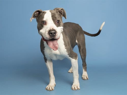 Photo of Nate, adoptable American Bulldog in Phoenix, Arizona