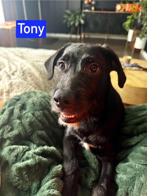 Photo of NO Tony, adoptable Labrador Retriever in Warrenton, Missouri