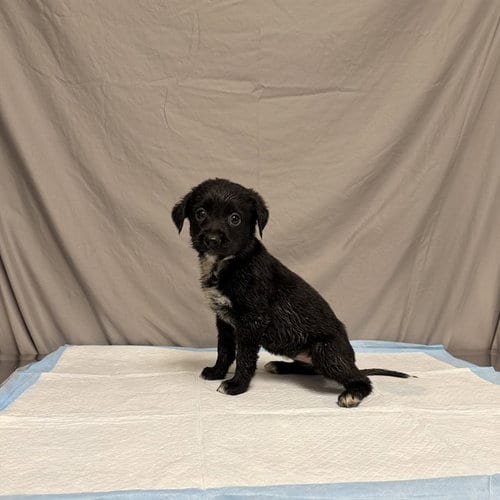 Photo of Flower, adoptable German Shepherd Dog in Agoura, California