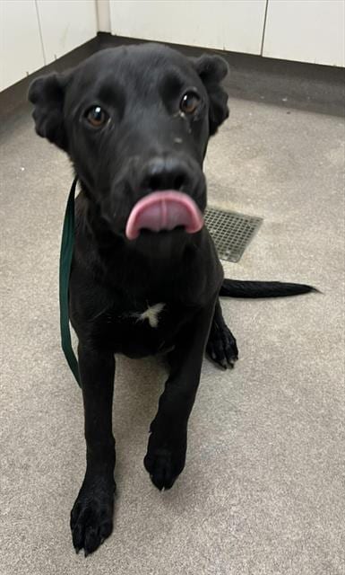 Photo of Clover, adoptable German Shepherd Dog in HESPERIA, California