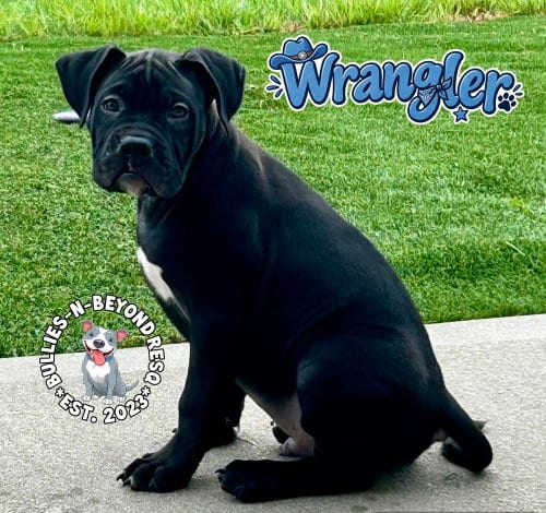 Photo of Wrangler, adoptable Boxer in Omaha, Nebraska