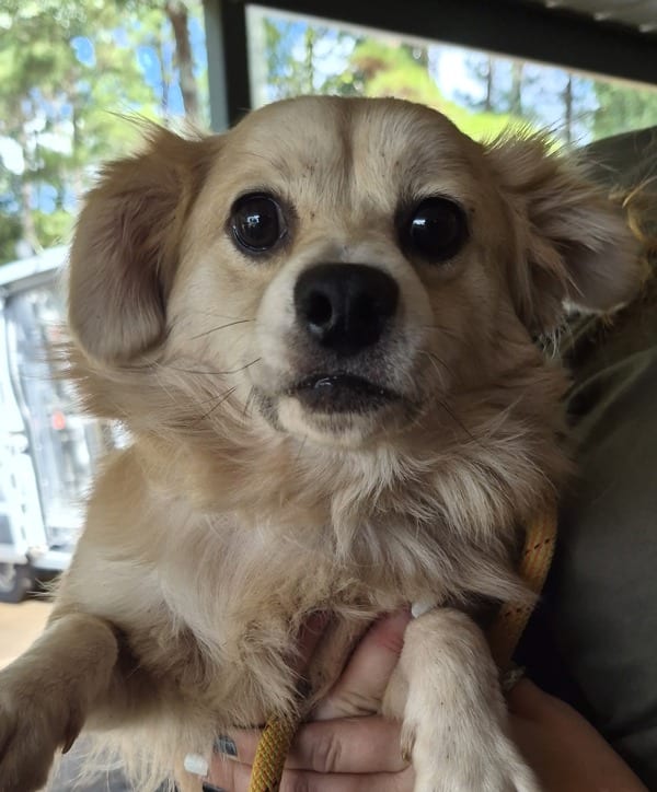Photo of Flora, adoptable Australian Shepherd mixed Terrier in Lawrenceville, Georgia