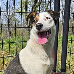 Photo of Flower, adoptable Jack Russell Terrier in East Hartford, Connecticut