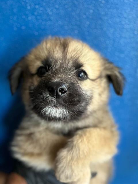 Photo of A256619, adoptable Cairn Terrier in Visalia, California