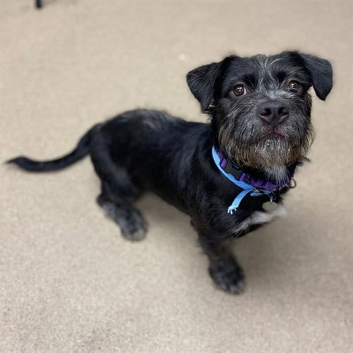 Photo of Watson, adoptable Miniature Schnauzer in Aurora, Colorado