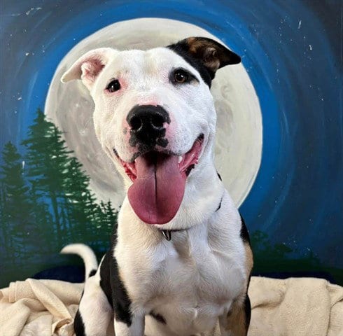Photo of Parker, adoptable Pit Bull Terrier in McKinleyville, California