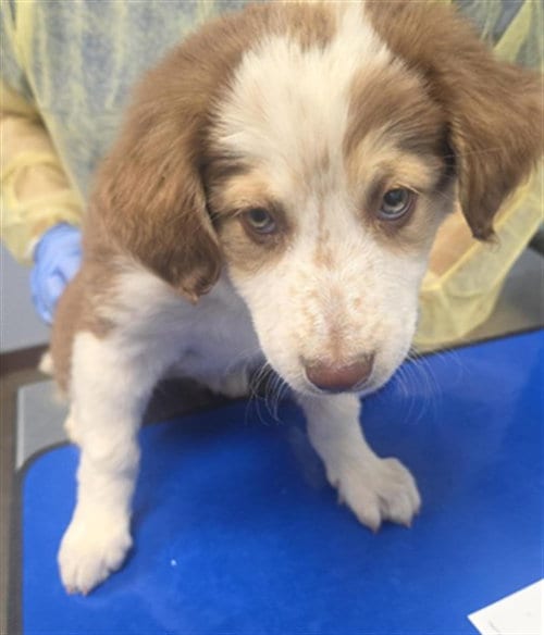 Photo of Fantasia, adoptable Australian Shepherd in Phoenix, Arizona