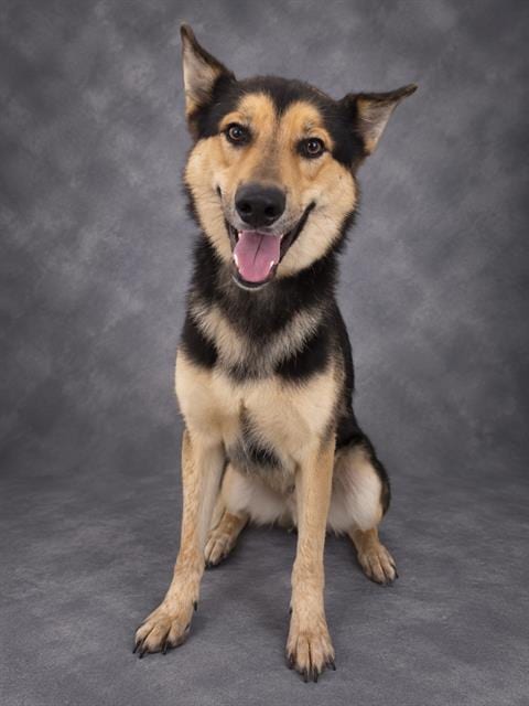 Photo of Oakley, adoptable German Shepherd Dog in Winter Haven, Florida