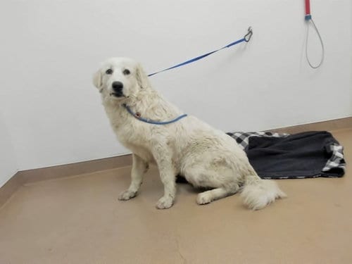 Photo of Yzma, adoptable Great Pyrenees in Hayward, California