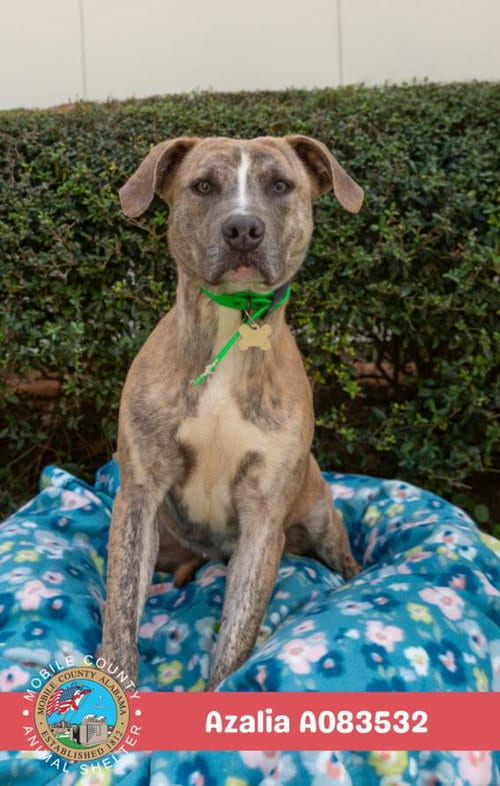 Photo of Azalia, adoptable Plott Hound in Mobile, Alabama