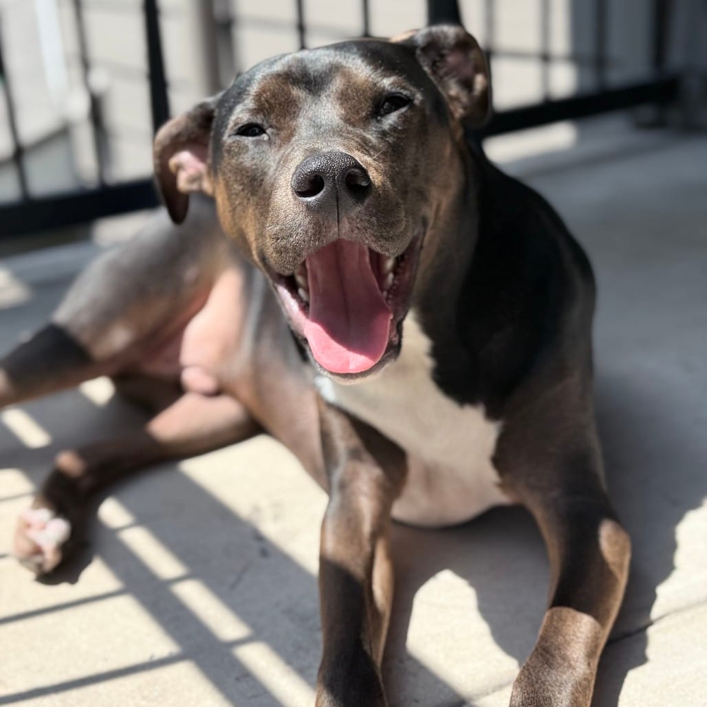 Photo of Apollo, adoptable Retriever, Labrador / Mix in Houston, Texas