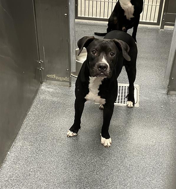 Photo of Thor, adoptable Mixed Breed