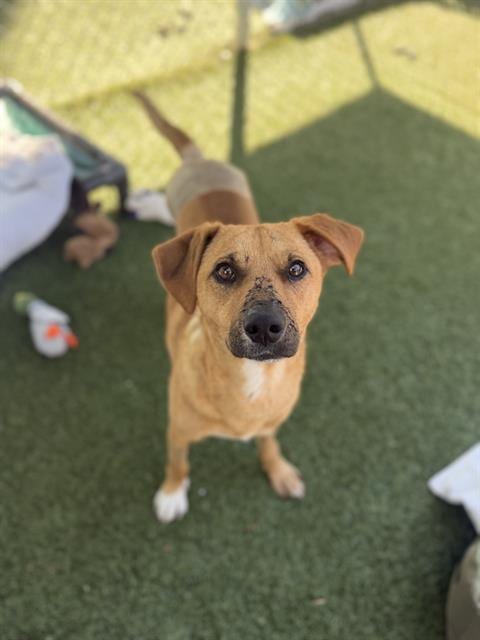 Photo of Carmelo, adoptable Labrador Retriever in Chula Vista, California