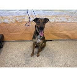 Photo of Kiara, adoptable Terrier (Unknown Type, Medium) in Doral, Florida