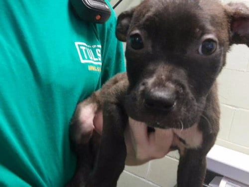 Photo of AJ, adoptable Pit Bull Terrier in Tulsa, Oklahoma
