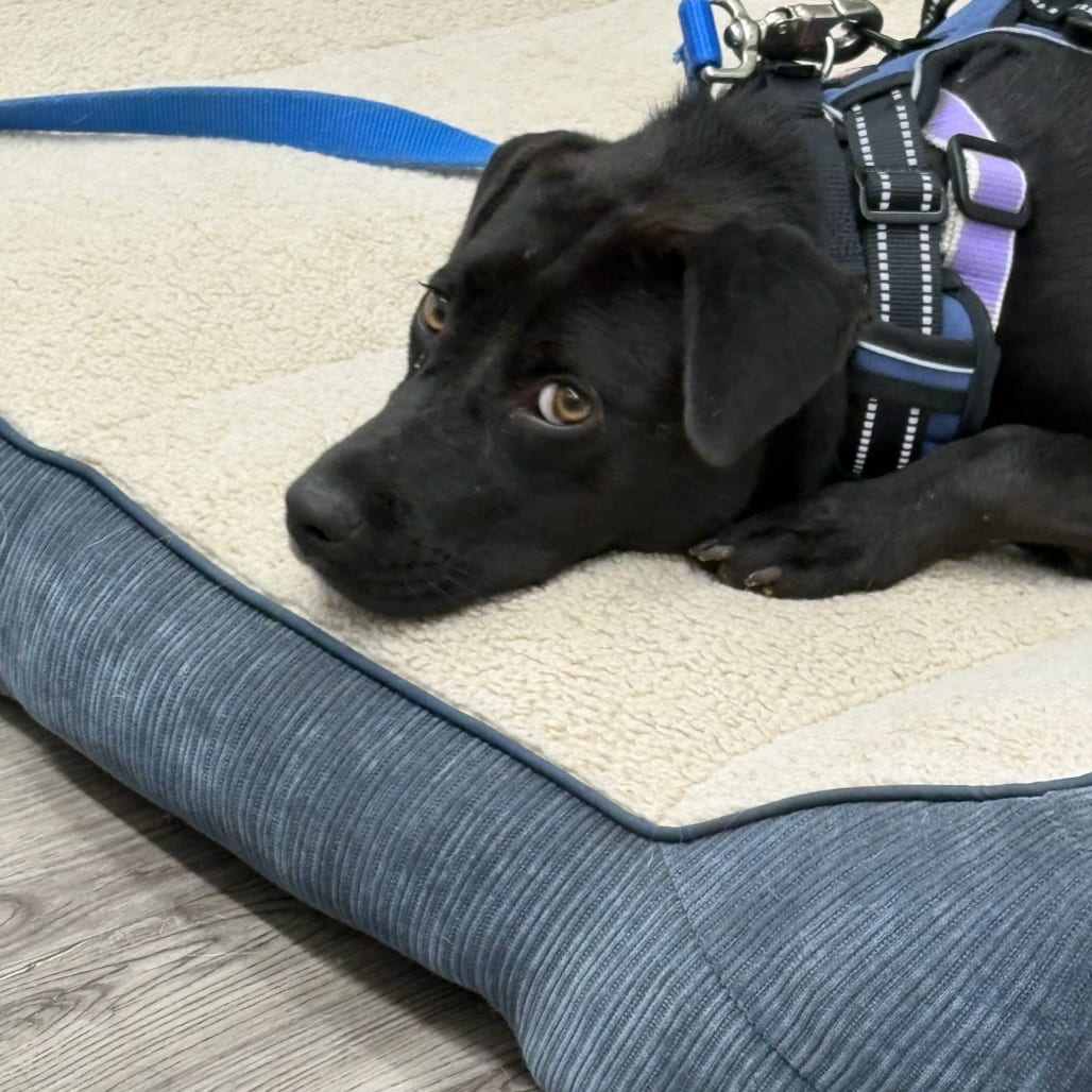 Photo of Carey, adoptable Retriever, Black Labrador in Fairfax Station, Virginia