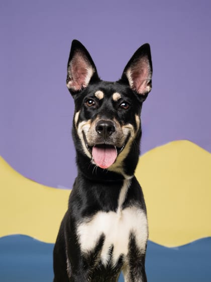 Photo of Skink, adoptable dog in Atlanta, Georgia