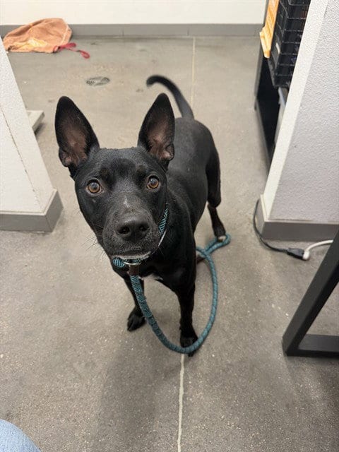 Photo of Percy, adoptable American Pit Bull Terrier in Mesa, Arizona