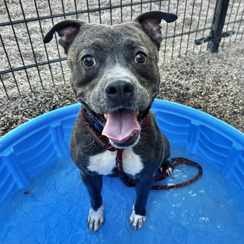 Photo of Aire, adoptable American Pit Bull Terrier in Mesa, Arizona