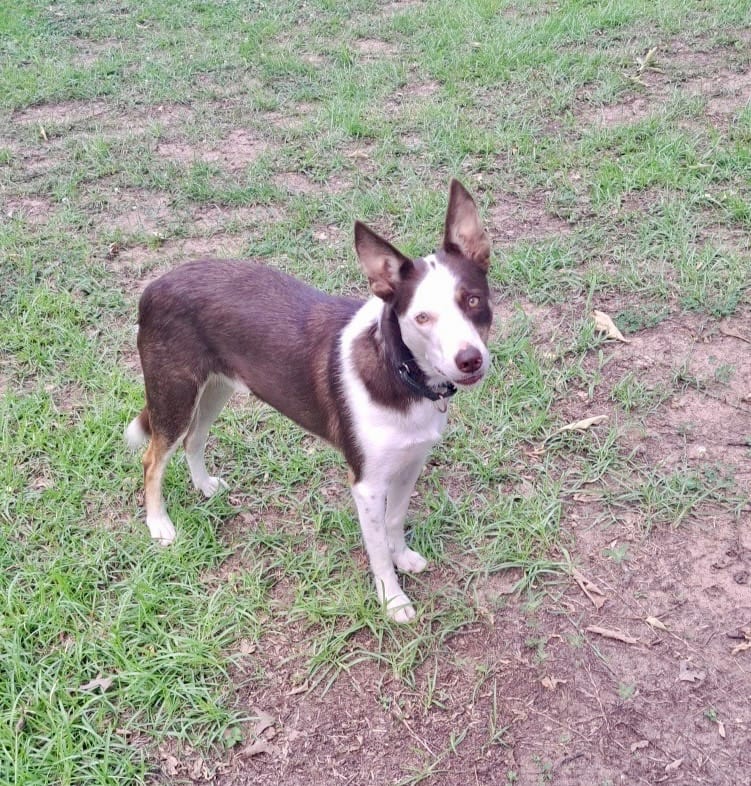 Photo of Whisky, adoptable Border Collie in Texas