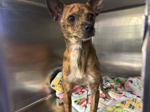 Photo of Mabel, adoptable Chihuahua in Grand Prairie, Texas