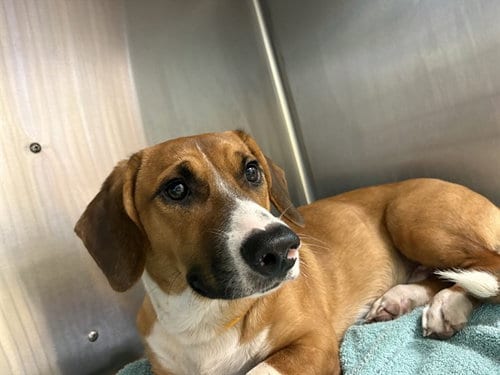 Photo of Mcqueen, adoptable Basset Hound in Fort Myers, Florida