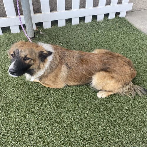 Photo of A614685, adoptable Border Collie in Modesto, California