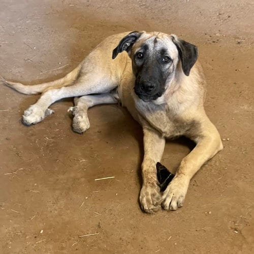 Photo of Bastrop, adoptable Anatolian Shepherd in Whitewright, Texas