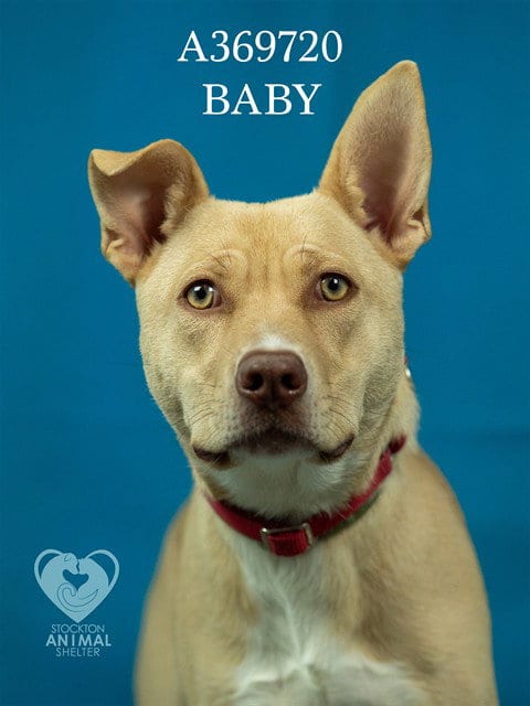 Photo of Baby, adoptable Pit Bull Terrier in Stockton, California