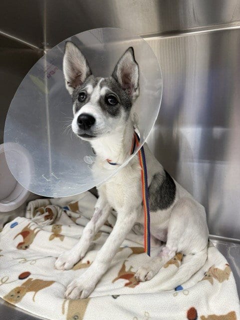 Photo of Molly, adoptable Husky in Fairbanks, Alaska