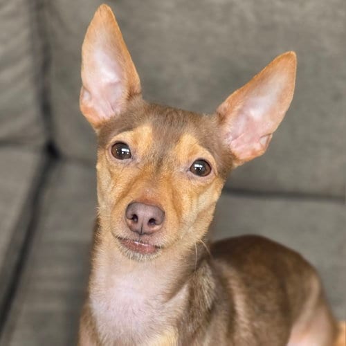 Photo of Petey, adoptable Chihuahua in Normal, Illinois