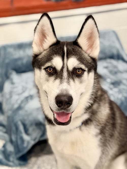 Photo of Kaz, adoptable Siberian Husky in Manahawkin, New Jersey