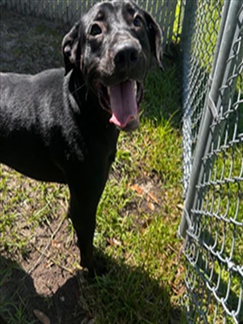 Photo of A523674, adoptable Labrador Retriever in Wilmington, North Carolina