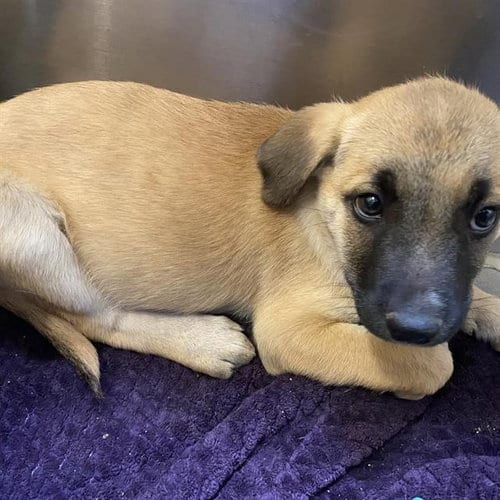 Photo of Miriam, adoptable German Shepherd Dog in Modesto, California