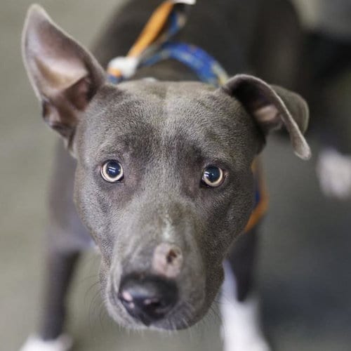 Photo of Dallas, adoptable American Staffordshire Terrier in San Antonio, Texas