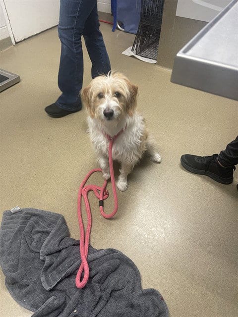 Photo of Stubbe, adoptable Bearded Collie in Easton, Maryland